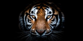 ibjr