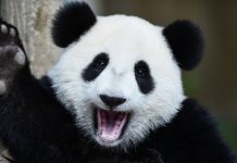 Pandastic Adventure é o novo slot de animais da Play’n GO Pandastic Adventure