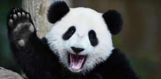 Pandastic Adventure é o novo slot de animais da Play’n GO Pandastic Adventure
