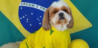 Optimove Brazil Gaming Pulse: relatório analisa comportamento de jogadores brasileiros Cachorro com bandeira do Brasil para destacar relatório da Optimove