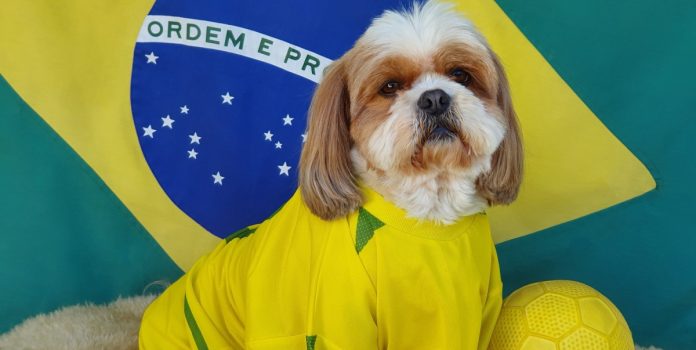 Cachorro com bandeira do Brasil para destacar relatório da Optimove
