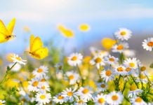 Flores e borboletas