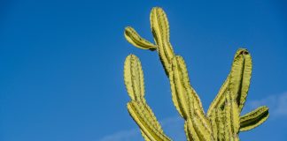 Cactus, planta característica do Nordeste