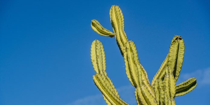 aposta-ganha-reforça-presença-da-marca-no-brasil Cactus, planta característica do Nordeste