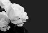 Flores brancas no fundo preto