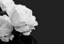 Flores brancas no fundo preto