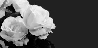 Felipe Maximino, CEO da Sorte Online, morre aos 38 anos Flores brancas no fundo preto