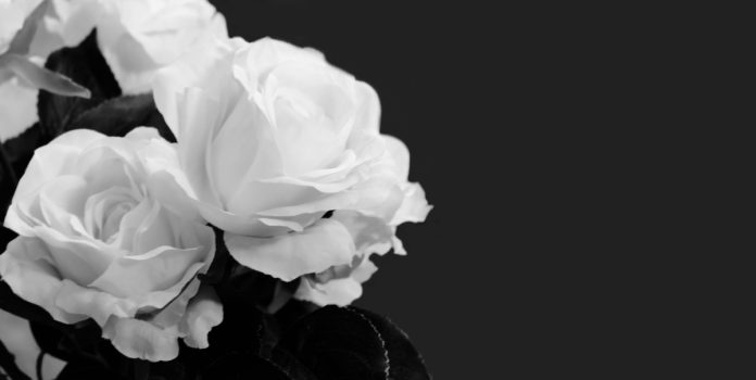 Flores brancas no fundo preto