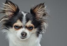 Chihuahua brabo