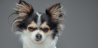 IBJR manifesta-se sobre MP que visa elevar impostos sobre apostas on-line Chihuahua brabo