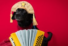Cachorro com chapéu de cangaceiro