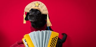 Betnacional adquire naming rights da Copa Maria Bonita Cachorro com chapéu de cangaceiro