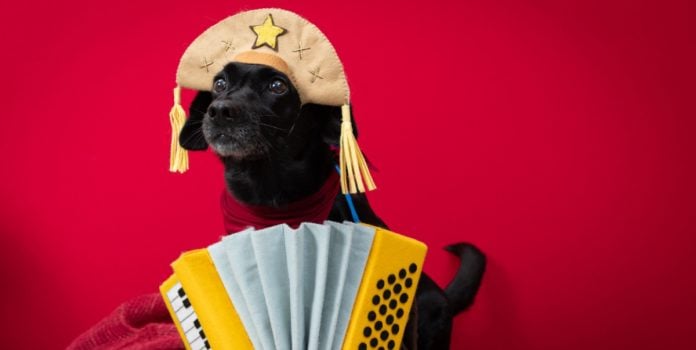 Cachorro com chapéu de cangaceiro