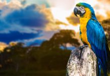 Brasil avança na conscientização sobre apostas online e no combate à ludopatia Arara azul, amarela e verde