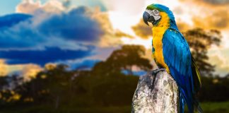 Brasil avança na conscientização sobre apostas online e no combate à ludopatia Arara azul, amarela e verde