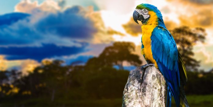 iniciativas-de-conscientização-das-apostas-online-e-de-combate-à-ludopatia-no-Brasil Arara azul, amarela e verde