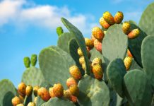 Cactus Gaming nomeia Gustavo Coelho diretor de Negócios Cactus com frutos