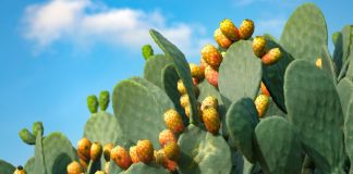 Cactus Gaming nomeia Gustavo Coelho diretor de Negócios Cactus com frutos