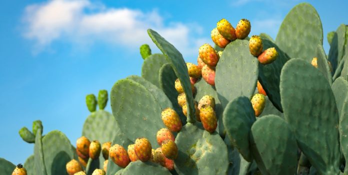 Cactus com frutos