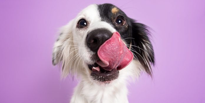 esportes-da-sorte-fortalece-presença-no-brasil-com-ações-e-campanhas Cachorro preto e branco se lambendo