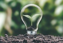Lottopar e FPF renovam parceria para promover integridade esportiva Uma flor crescendo dentro de uma lâmpada transparente na terra
