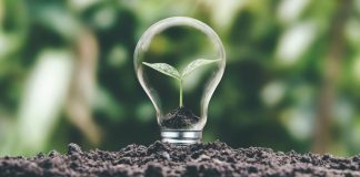 Lottopar e FPF renovam parceria para promover integridade esportiva Uma flor crescendo dentro de uma lâmpada transparente na terra