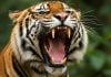 Um tigre rugindo